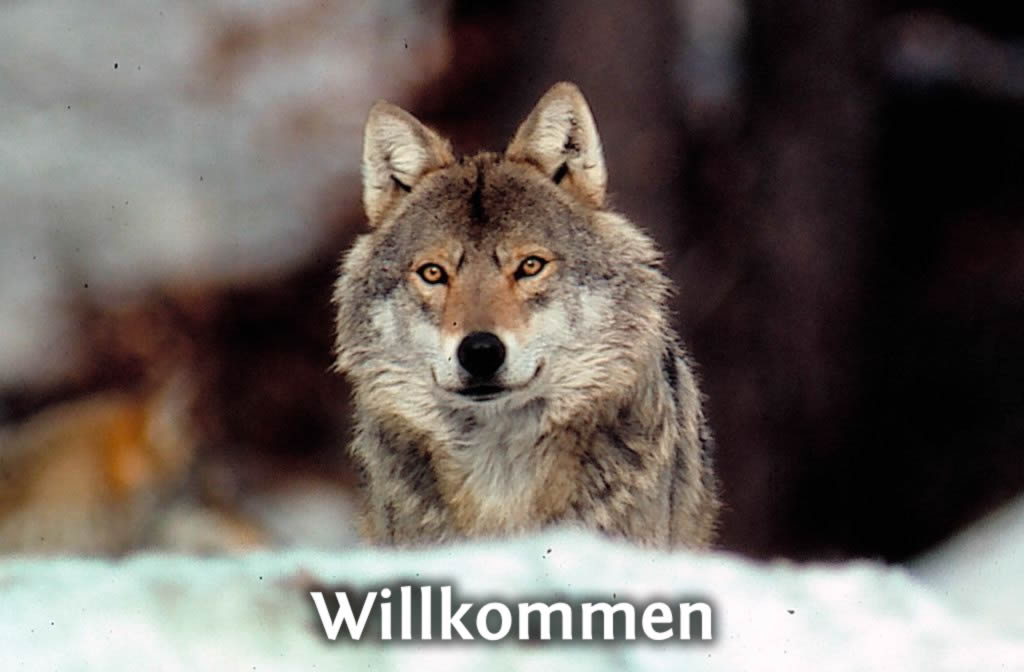 Wolfsbild